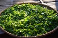 Tea bud & leaves on bamboo basket Royalty Free Stock Photo