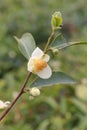 Tea bush branch closeup Royalty Free Stock Photo