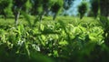 Tea bush cultivation. Tea plantation in Sri Lanka.