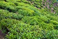 Tea bushes