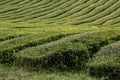Tea bushes field, Sao Miguel, Azores Royalty Free Stock Photo