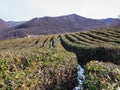 Tea bushes in the foothills of the North Caucasus. Royalty Free Stock Photo