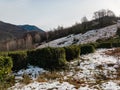 Tea bushes in the mountains of the North Caucasus. Royalty Free Stock Photo