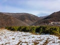 Tea bushes in the snowy mountains of the North Caucasus. Royalty Free Stock Photo
