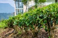 Tea bushes, tea tree close-up on the background of a tea plantation