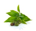 Tea ,Camellia sinensis leaves on white background