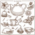 Tea collection vector sketch icons of cups, teapot and teabags or herbal flavorings