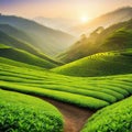 tea colourful plantation landscaped green tea calmness Royalty Free Stock Photo