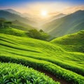 tea colourful plantation landscaped green tea calmness Royalty Free Stock Photo