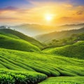 tea colourful plantation landscaped green tea calmness Royalty Free Stock Photo