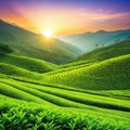 tea colourful plantation landscaped green tea calmness Royalty Free Stock Photo