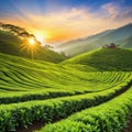 tea colourful plantation landscaped green tea calmness Royalty Free Stock Photo