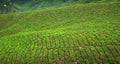Tea crop in Cameron Highlands, Malaysia Royalty Free Stock Photo