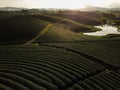 Tea crop farm arrangement taking from bird eye view Royalty Free Stock Photo