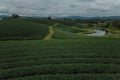 Tea crop farm arrangement taking from bird eye view Royalty Free Stock Photo