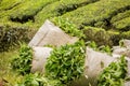 Tea crop Royalty Free Stock Photo