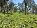 Tea crops in Kumily, India