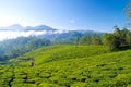 Tea cultivation Royalty Free Stock Photo