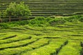 Tea cultivation, Azores Islands, Portugal Royalty Free Stock Photo
