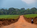 Tea cultivation Royalty Free Stock Photo