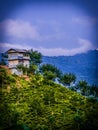 Tea cultivation. Royalty Free Stock Photo