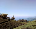 Tea cultivation at Munnar hills station tea crops in Munnar Kerala Royalty Free Stock Photo