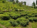 tea cultivation of the orange pekoe Darjeeling special garden. Organic farming on the green hills. Royalty Free Stock Photo
