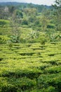 Tea Cultivation in Puncak Bogor, Indonesia Royalty Free Stock Photo