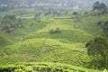 Tea Cultivation in Puncak Bogor, Indonesia Royalty Free Stock Photo