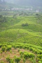 Tea Cultivation in Puncak Bogor, Indonesia Royalty Free Stock Photo