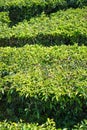 Tea cultivation in puncak bogor,indonesia Royalty Free Stock Photo