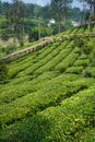 Tea cultivation in puncak bogor,indonesia Royalty Free Stock Photo