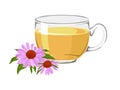 Tea with echinacea in a glass cup Royalty Free Stock Photo
