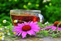 Tea with echinacea useful to health Royalty Free Stock Photo