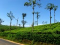 Tea Estate Royalty Free Stock Photo