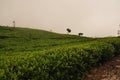 Tea Estate