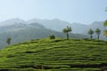 Tea Estate of Kerala Royalty Free Stock Photo