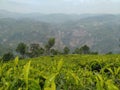 Tea estate located in Ooty Royalty Free Stock Photo
