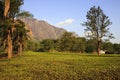 Tea Estate - Mulanje Massif Royalty Free Stock Photo