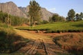 Tea Estate - Mulanje Massif Royalty Free Stock Photo