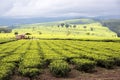 Tea estate, Nandi Hills, highlands of West Kenya.