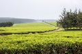 Tea estate, Nandi Hills, highlands of West Kenya.