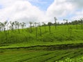 Tea Estate on Nelliyampathy Hill, Palakkad, Kerala, India Royalty Free Stock Photo