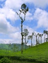 Tea Estate on Nelliyampathy Hill, Palakkad, Kerala, India