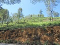 Tea Estate in Sri lanka