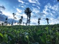 Tea estate at sunset