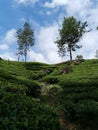 A tea estate under the blue sky with white clouds on a sunny day. Royalty Free Stock Photo