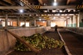 Tea Factory. Tea Leaf Processing Tape Royalty Free Stock Photo