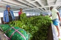 Tea factory. Workers at work