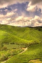 Tea Farm Royalty Free Stock Photo